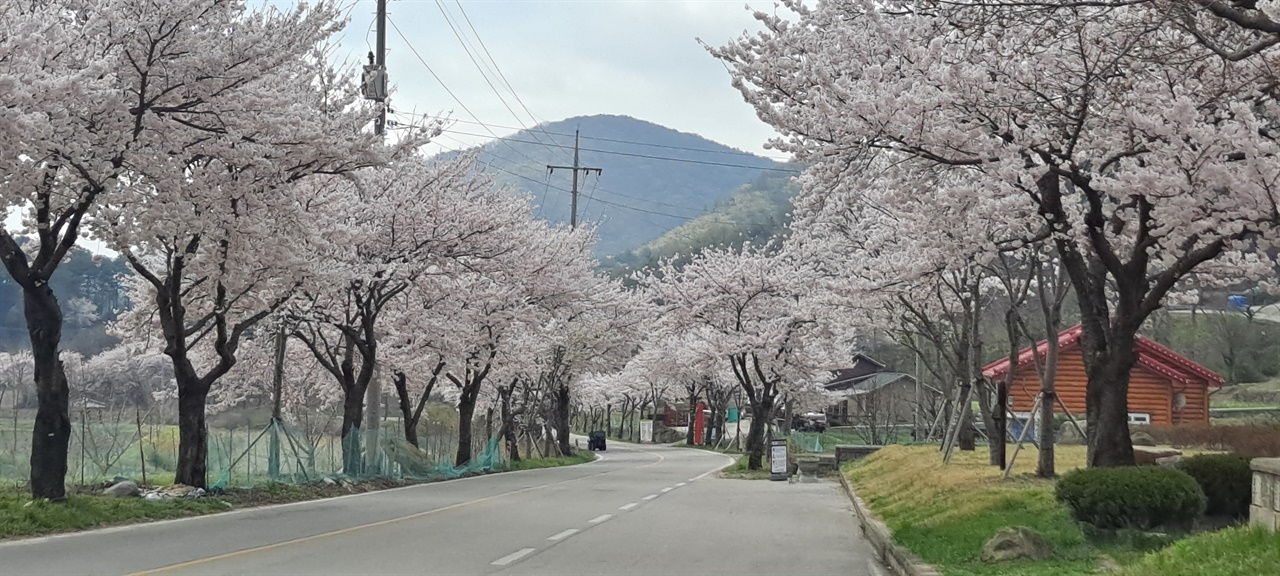  상가리 덕산도립공원 사무소 앞 벚꽃 