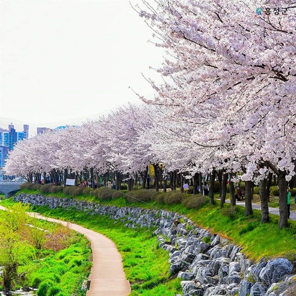 홍성읍 대교공원의 벚꽃터널