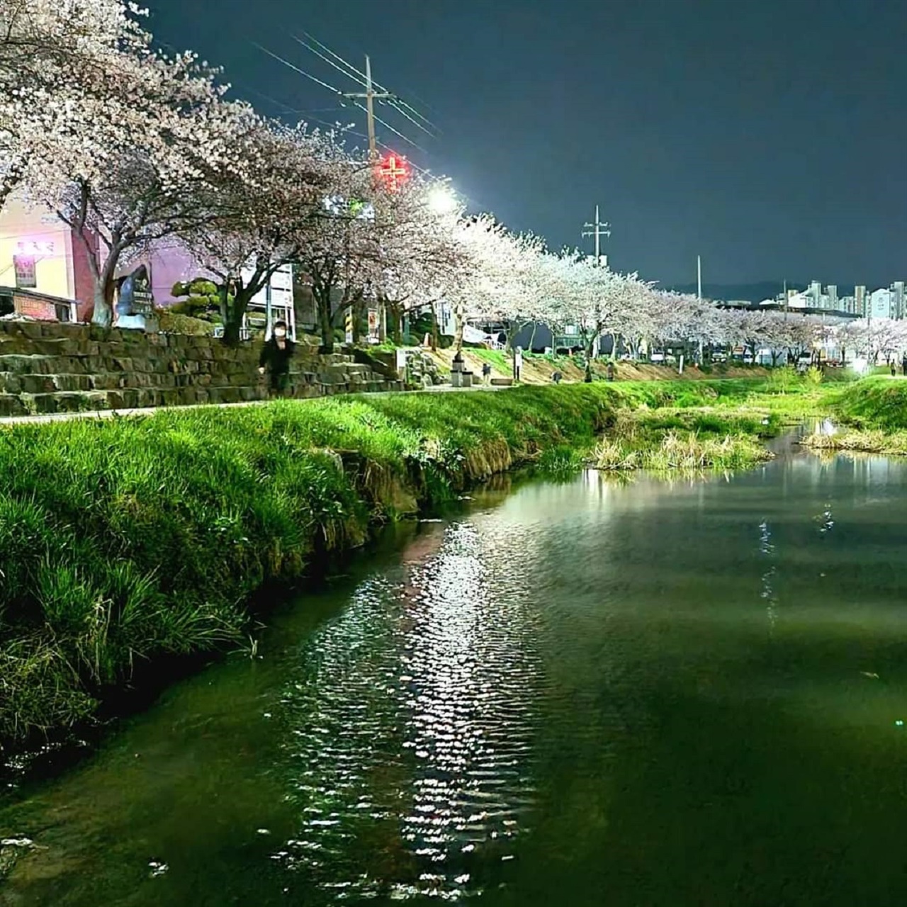 홍성읍 홍성천 벚꽃야경 