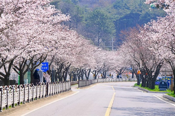 광천읍 오서산 진입로 벚꽃명소