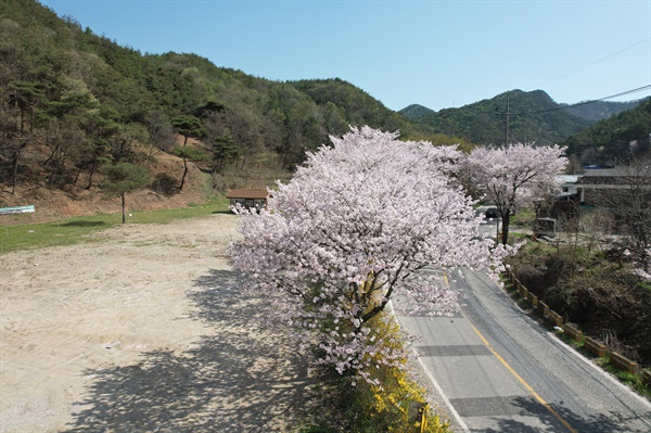  세상에서 가장 긴 무덤 산내 골령골 옆 도로에 핀 벚꽃길