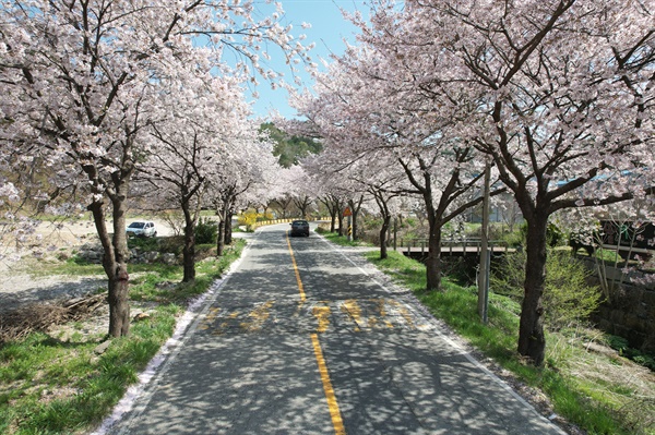  세상에서 가장 긴 무덤 산내 골령골 옆 도로에 핀 벚꽃길.
도로 왼 편이 산내 골령골 1학지이다.