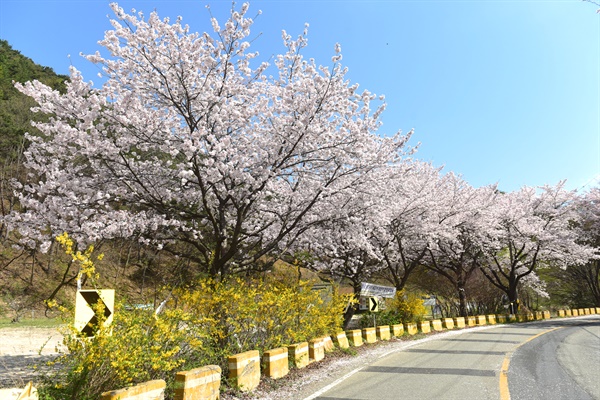  세상에서 가장 긴 무덤 산내 골령골 옆 도로에 핀 벚꽃길