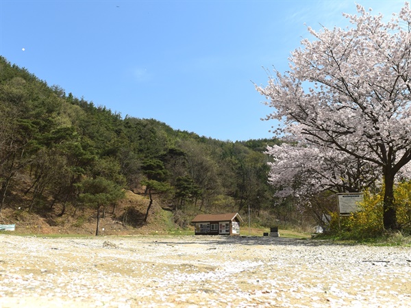  세상에서 가장 긴 무덤 산내 골령골 마당에 벚꽃 잎들이 소복이 내려 앉았다.