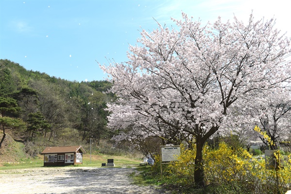  바람불던 4월의 산내 골령골에는 벚꽃 잎들이 흩날렸다.