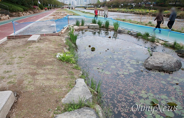  달라진 산란지. 두꺼비는 공사판에 기존 산란지에서 700여 미터 떨어진 이 곳으로 이사를 왔다. 그러나 이곳의 환경도 만만치 않다. 두꺼비들에게 온천천은 가혹한 환경이다.