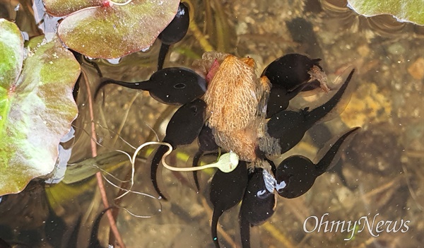 작은연못에서 기존보다 조금 늦게 부화한 부산 온천천 두꺼비. 올챙이 모습으로 종종 헤엄치고 있다. 두꺼비 올챙이는 개구리보다 검은 색이 특징이다.