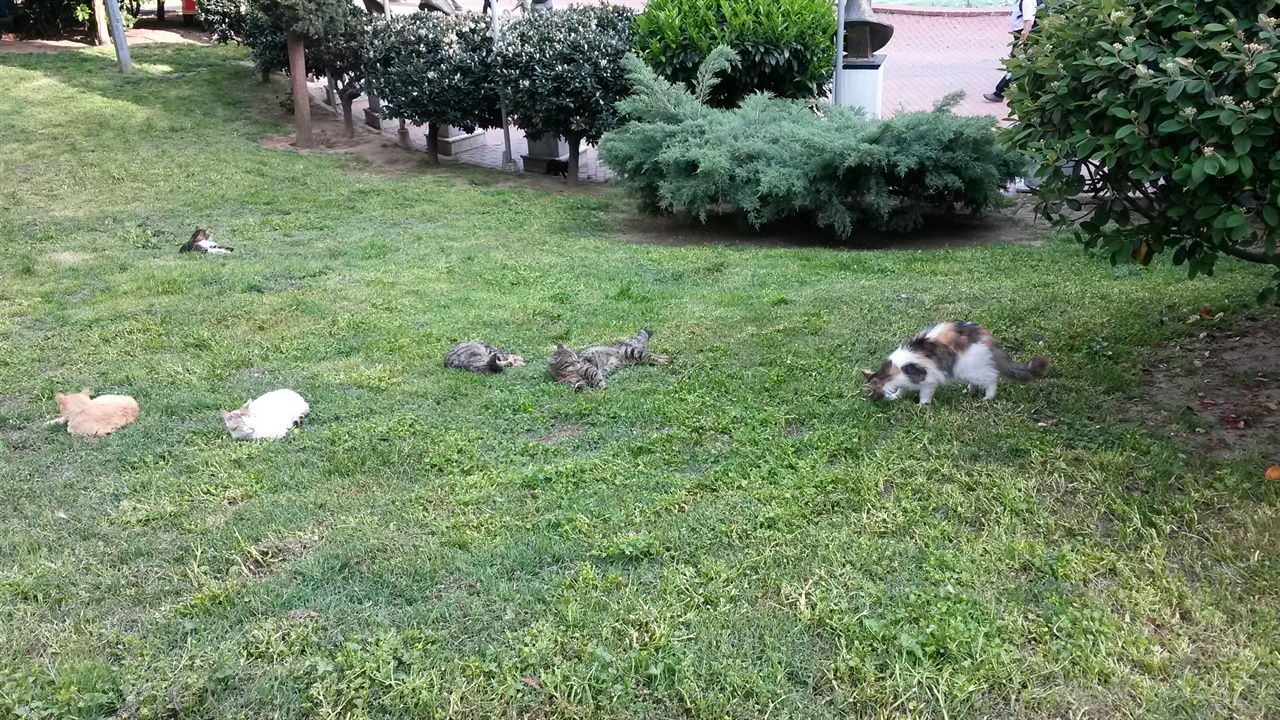 이스탄불 시내 공원 등 녹지에서는 고양이 무리를 어렵지 않게 볼 수 있다.