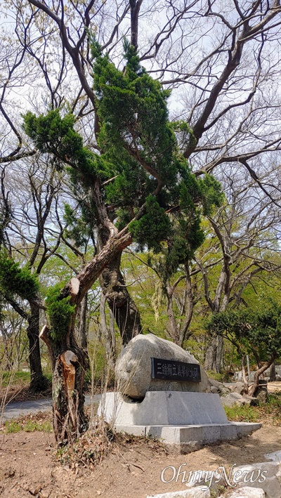 창원 마산합포구 진전면 팔의사묘역의 카이즈카 향나무.