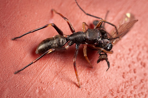 깡충거미의 한 종으로 개미가 흔들어대는 더듬이 흉내까지 완벽히 모방함.