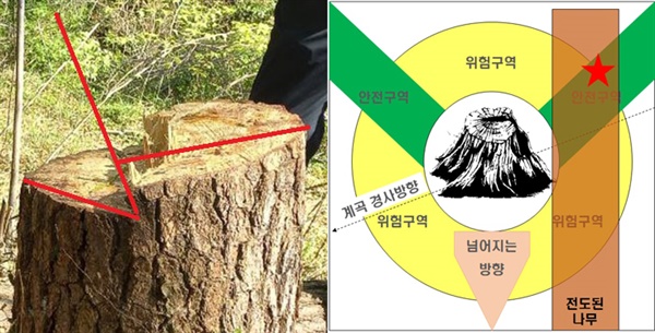 4월 8일 경남 사천에서 발생한 벌목 현장. 베어낸 나무 밑둥(왼쪽)과 현장 상황 표시(오른쪽).
