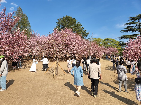  만개한 경주 불국사 불국공원 겹벚꽃(4월 18일 오후 촬영)