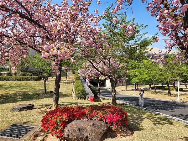경주 보문 수상공연장 입구 겹벚꽃 모습(4월 18일 오후 촬영)