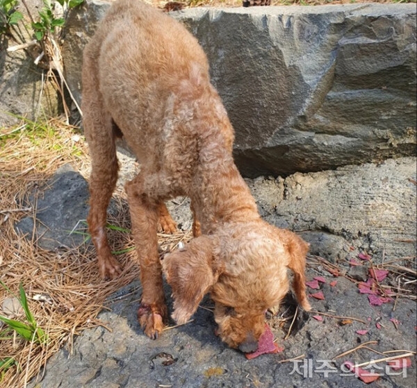 중고물품거래사이트에 공개된 사진. 땅에 파묻혀 있다 구조된 반려견 모습. 먹이를 먹지 못한 듯 말라 있다.