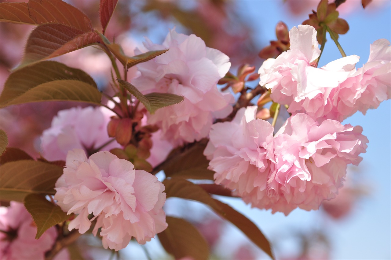 벚꽃과는 또다른 풍성한 아름다움.