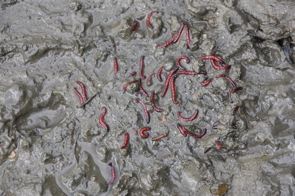 낙동강 달성보 선착장에서 발견된 깔따구 유충. 이 또한 환경부 지정 4급수 지표생물이다.