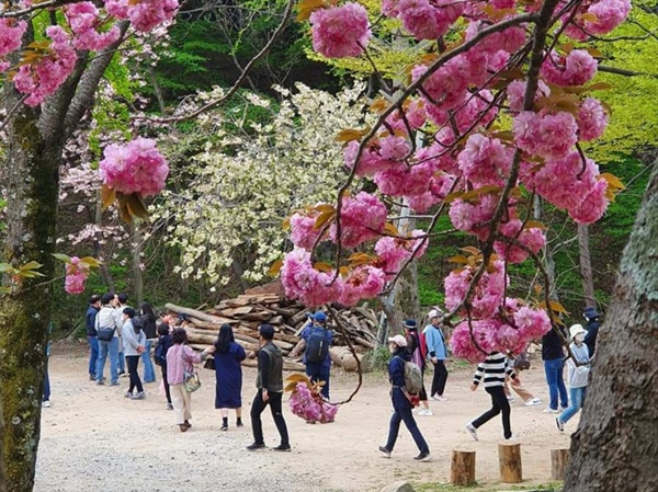 24일 서산 개심사에는 벚꽃을 보기 위해 많은 시민이 찾아, 즐거운 주말을 보내고 있다.