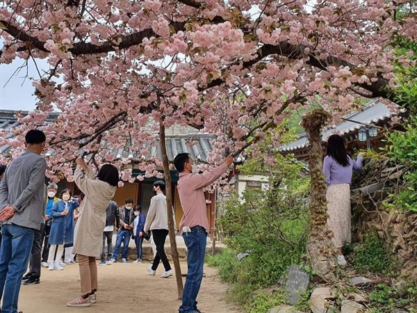서산 개심사에는 벚꽃을 보기 위해 많은 시민이 찾아, 즐거운 주말을 보내고 있다.
