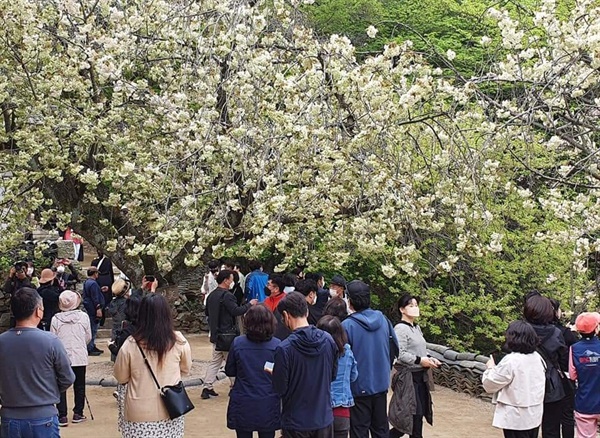 서산 개심사에는 벚꽃을 보기 위해 많은 시민이 찾으면서 활기를 띠고 있다.