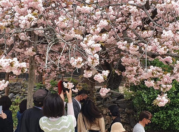 개심사를 찾은 시민이 왕벚꽃을 카메라에 담고 있다. 