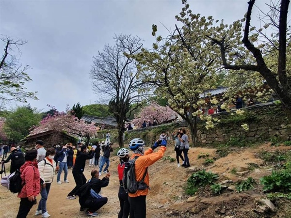 화창한 날씨속에 자전거를 타고 개심사를 찾은 시민들도 왕벚꽃을 카메라에 담고 있다. 