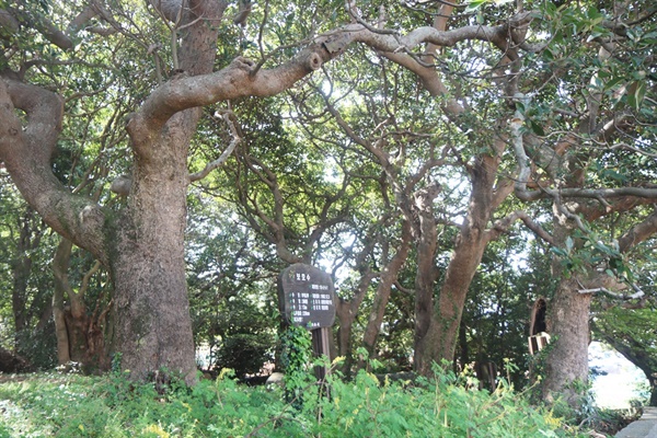 마을 동편으로 가는 길목에서  만나는 또 다른 숲은 300년 된 후박나무 등이 우거졌다. 
