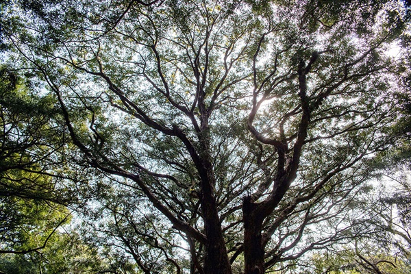숲에 자생하는 비자나무는 키가 3~17m이고, 가슴높이 둘레는 0.3~5.7m, 가지 폭 (수관폭)은 동서 1~24m, 남북 1~26m에 이른다.