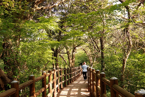 대전에서 와 제주도에서 한달살기 한다는 여성은 거의 매일 비자림 숲길을 걷는다고 한다. "대전 공기와는 비교할 수 없다"고 했다