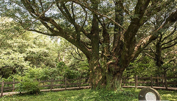 2000년 1월 1일 '새천년 비자나무'로 명명된 나무로 수령 813년에 높이는 14m, 흉고둘레 6m에 달해 비자림 신목으로 여겨지며 건강과 행운 소원을 비는 나무로 알려져 있다