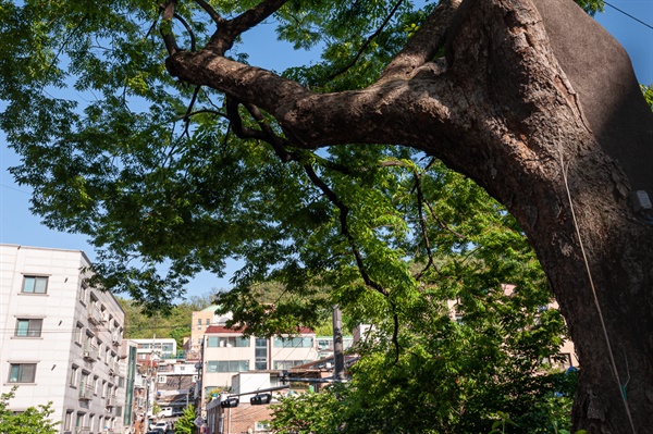 느티나무 보호수. 350년 된 느티나무가 한 단독주택 앞에서 녹음을 드리우고 있다.