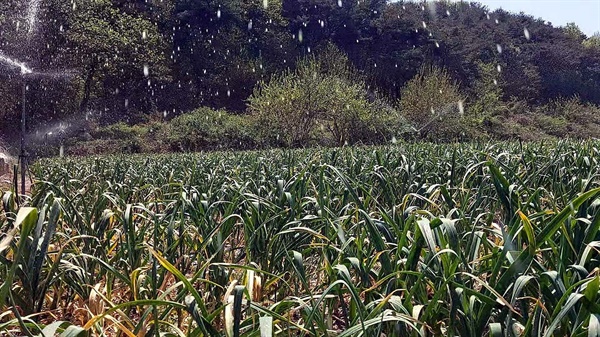대구 달성군 구지면의 농촌에서 낙동강 물이 스프링클러를 통해 마늘밭에 뿌려지고 있다.