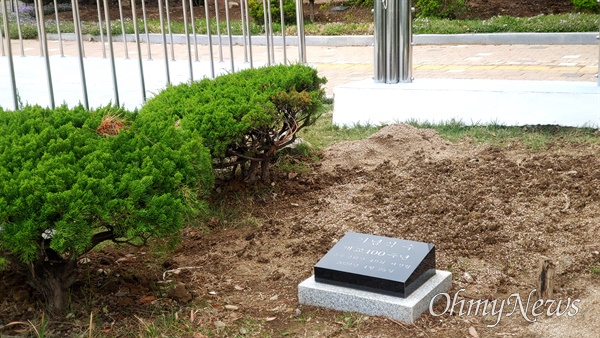 창원 마산용마고등학교 교정에 '개교 100주년 기념식수'로 심겨 있던 '금송'이 다른 장소로 옮겨 심어졌고, 지금은 비워져 있다.