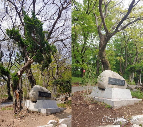  창원 마산합포구 진전면 팔의사묘역에 심겨 있던 카이즈카 향나무(왼쪽)가 지금은 다른 장소로 이식되고 비워져 있다(오른쪽).