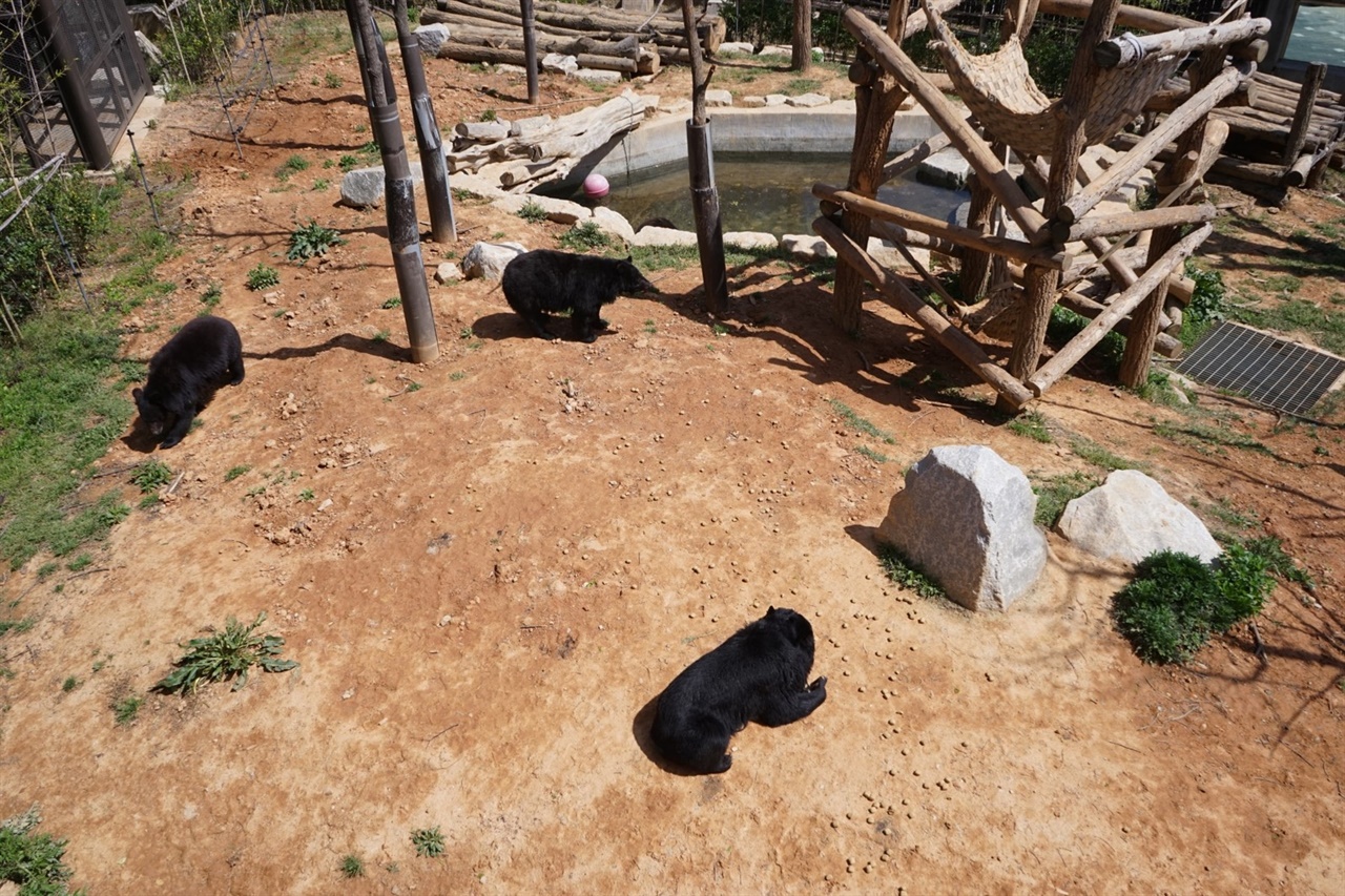 전주동물원에서 보호 중인 반달가슴곰