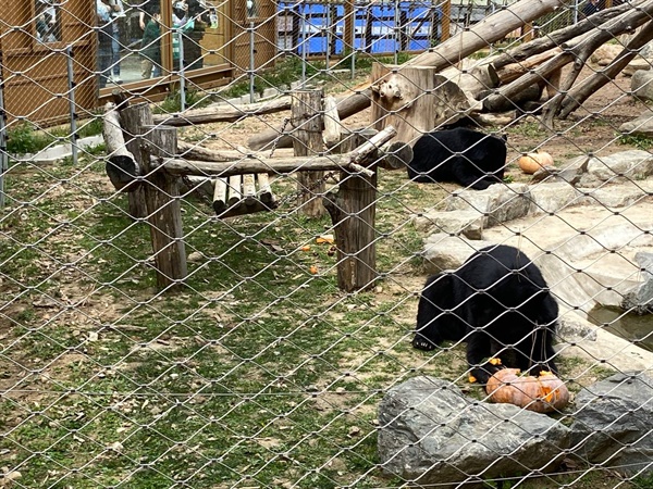 시민들이 선물한 호박간식을 먹는 구출 사육곰