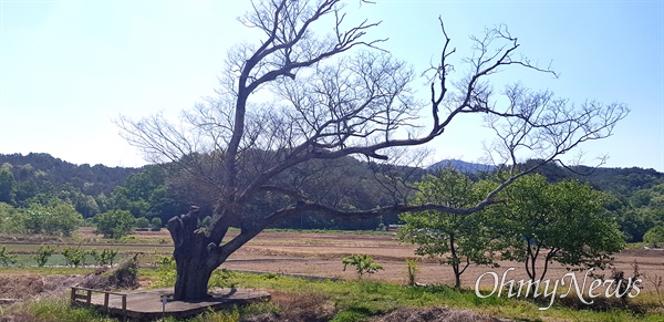 경남 함안군 군북면 하림리에 있는 수령 100년이 넘는 느티나무가 고사했다.