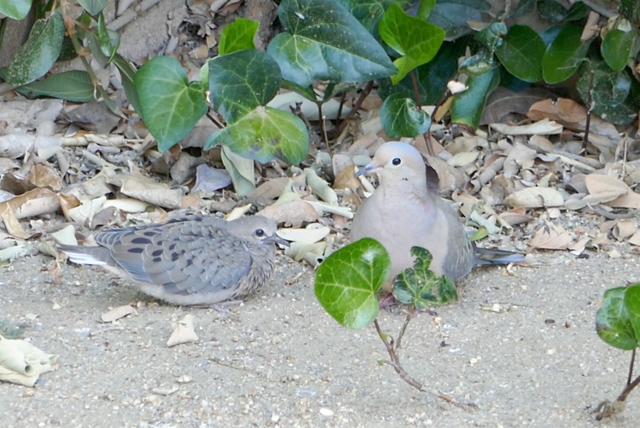 태어난 지 2주 정도가 되면 새끼 비둘기는 어미 곁을 떠나 독립하게 된다.