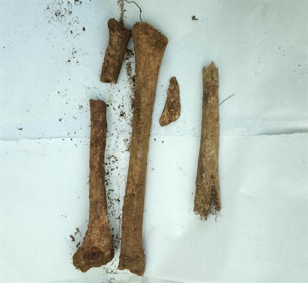 5일과 6일 시굴조사에서는 성재산방공호( 아산시 배방읍 공수리) 일원에서 당시 희생자로 보이는 유해 일부와 탄피가 발굴됐다.