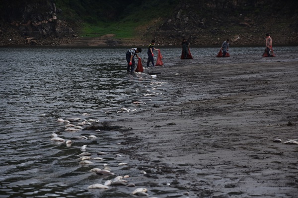 안동댐에서 일어나고 있는 물고기 떼죽음 사태. 영풍석포제련소가 강한 의심을 받고 있다(2017년 여름 촬영). 