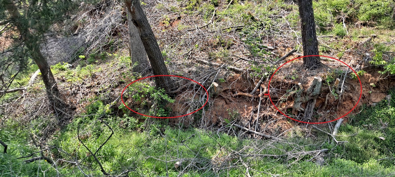 충남 홍성군 서부면 96번 지방도. 소나무의 밑둥을 보니 뿌리가 훤히 드러나 보였다. 