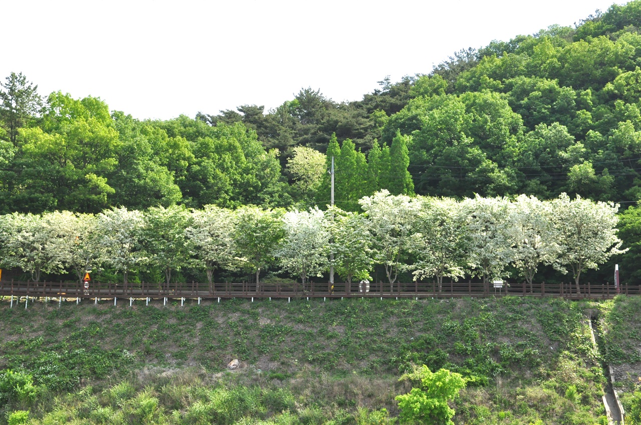  이팝나무는 가는 봄을 아쉬워하는 듯 풍성한 꽃을 소복하게 얹고 서있다.