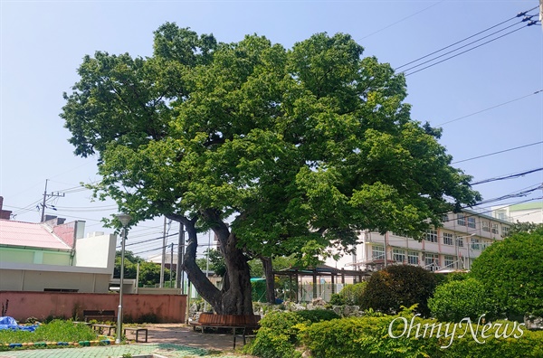 창원진해 곰내유치원과 웅천고등학교에 있는 수령 300년 느티나무(동목).