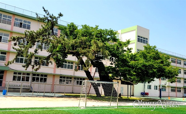 창원진해 곰내유치원과 웅천고등학교에 있는 수령 300년 느티나무(서목).