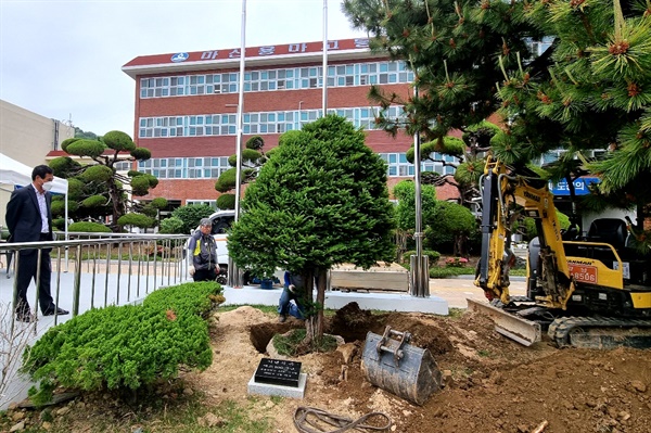  창원 마산용마고 총동창회는 개교 100주념 기념식수로 '금송'이 심었다가 다른 곳으로 이식하고 '주목'으로 바뀌었다고 13일 밝혔다.