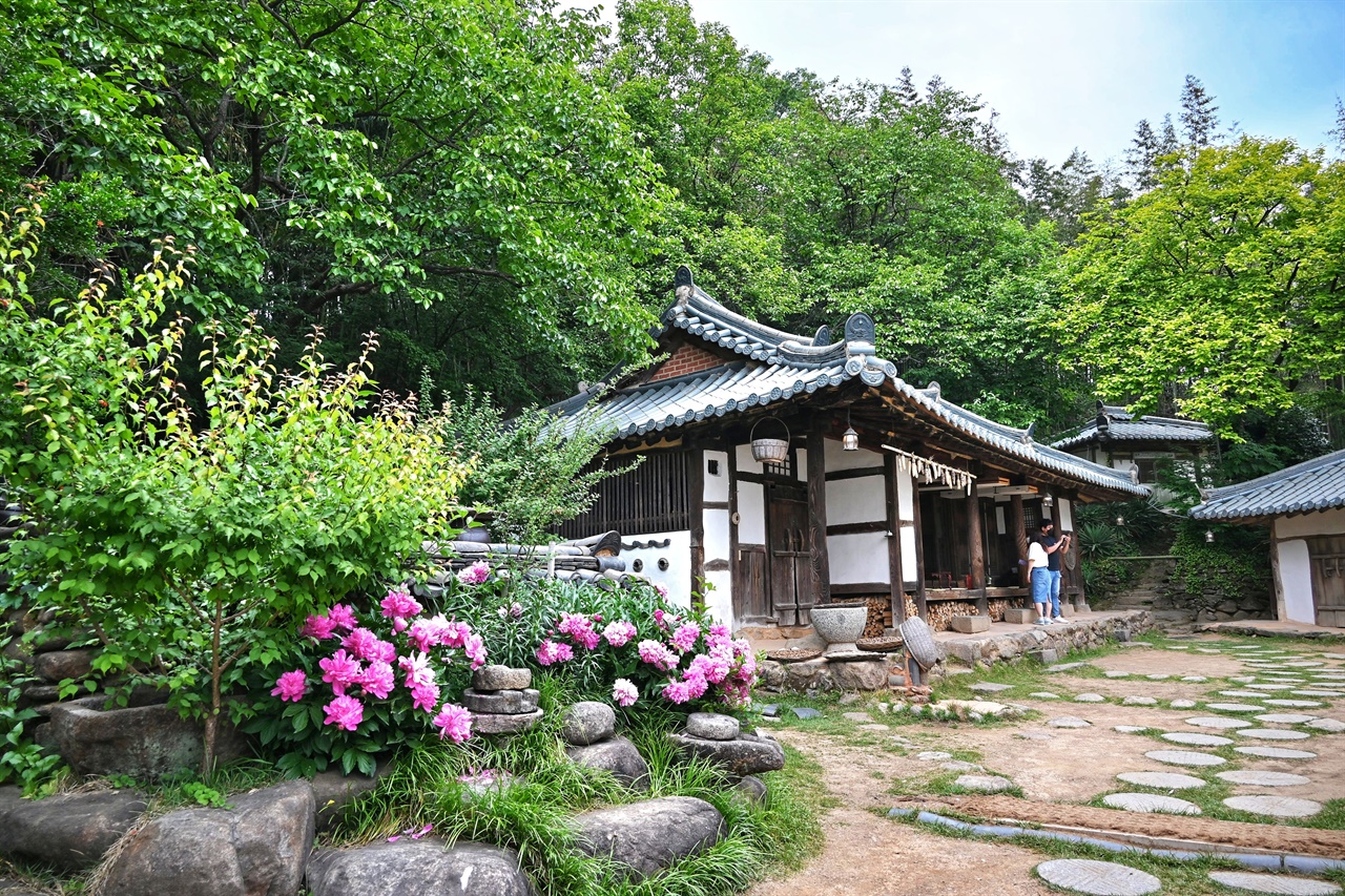 쌍산재 안채에 핀 작약