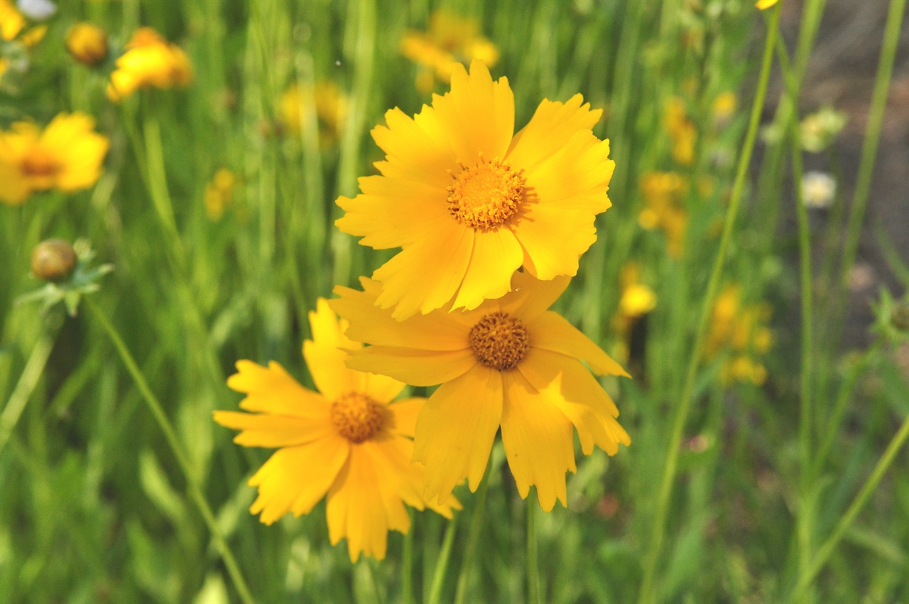  금계국은 식용이 가능한 국화과의 식물이다. 6-8월에 노란 꽃을 피우며
번식력이 좋아 어느 땅에서나 잘 자란다.