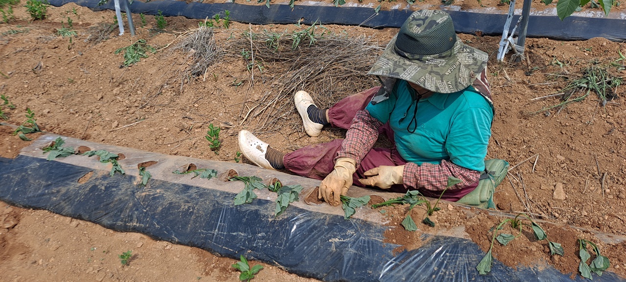 충남 홍성군 장곡면의 한 농민이 농작물을 심고 있다. 