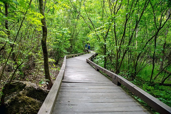 숲을 있는 그대로, 더 가까이서 접할 수 있도록 만든 숲 생태 관찰로(Eco-trail). 1999년에 조성된 길이다.