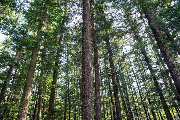 수목원의 전나무 숲은 오대산 월정사의 전나무 종자를 증식하여 1927년께 조림한 곳이어서 나무 나이는 모두 90년을 넘는다.