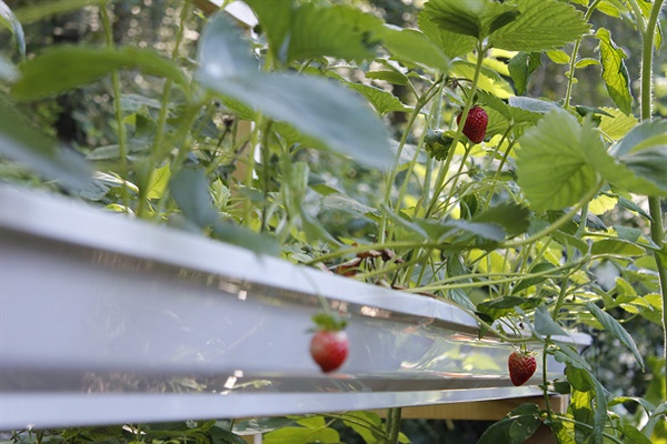 벌레들로부터 지키기 위해 빗물받이 홈통에 딸기를 키우고 있다